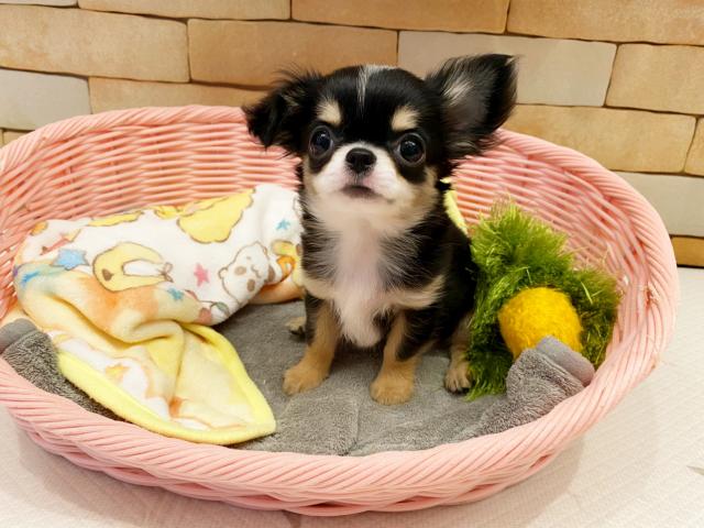 チワワ（ロングコート）