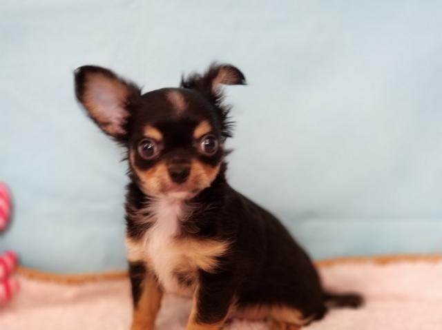 チワワ（ロングコート）