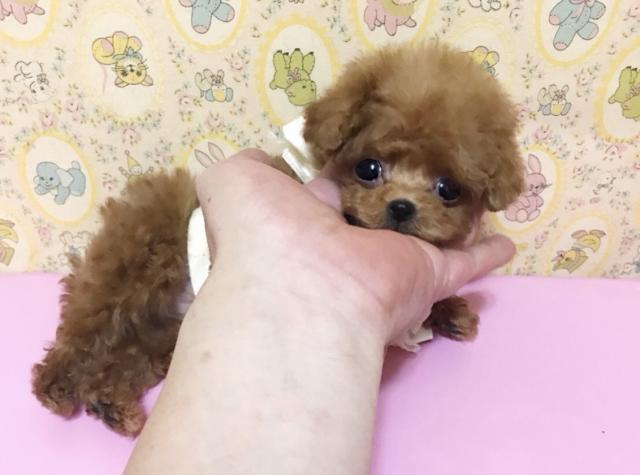 トイプードル 超 可愛いティーカッププードルの女の子 子犬や子猫たちのペット販売情報が満載 ペットステーション