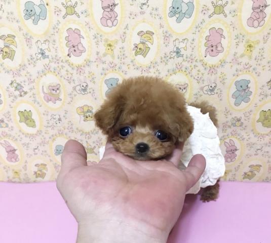 トイプードル 超 可愛いティーカッププードルの女の子 子犬や子猫たちのペット販売情報が満載 ペットステーション