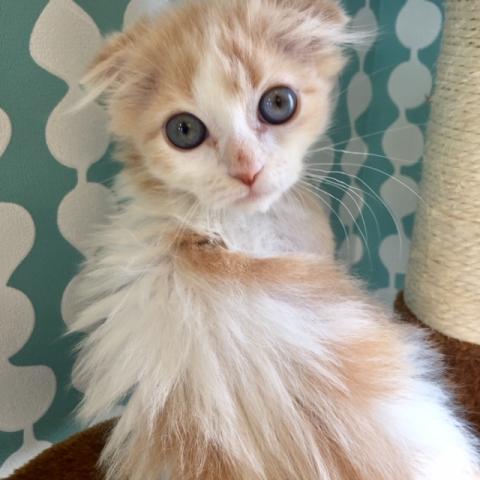 スコティッシュフォールド