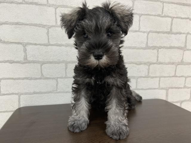 ミニチュアシュナウザー