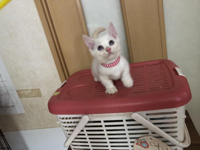 ミヌエット（旧ナポレオン）