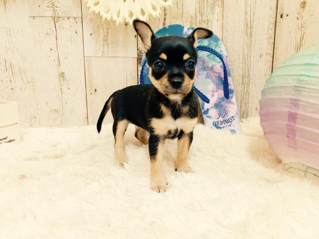 チワワ（スムースコート）