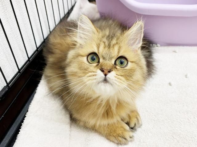 ペルシャ・ヒマラヤン