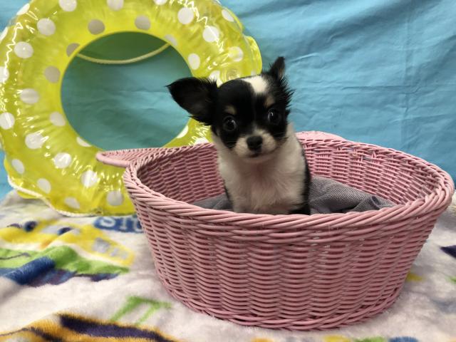 チワワ（ロングコート）