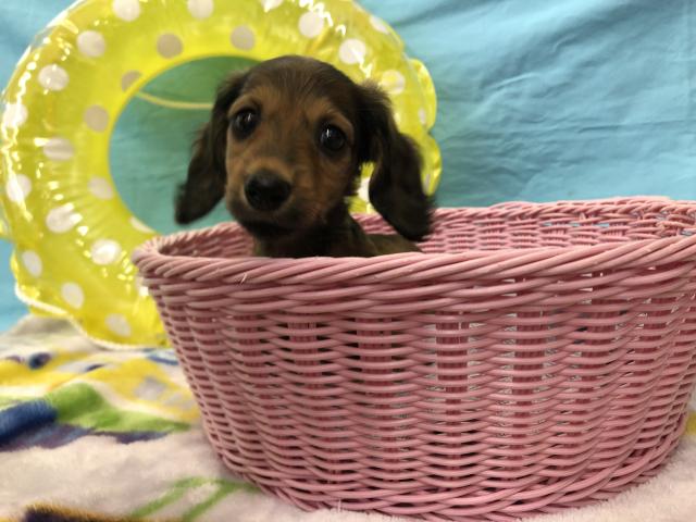 ミニチュアダックスフンド