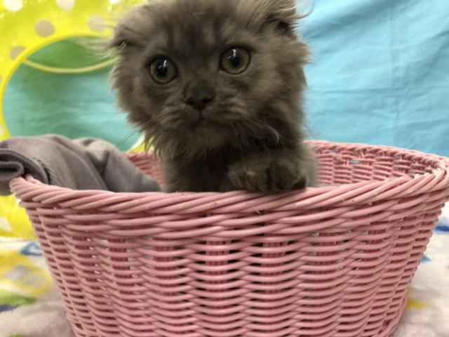 スコティッシュフォールド