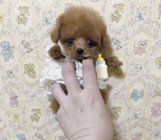トイプードル 超 可愛いティーカッププードルの女の子 子犬や子猫たちのペット販売情報が満載 ペットステーション