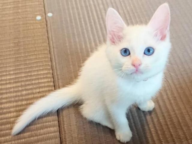マンチカン男の子