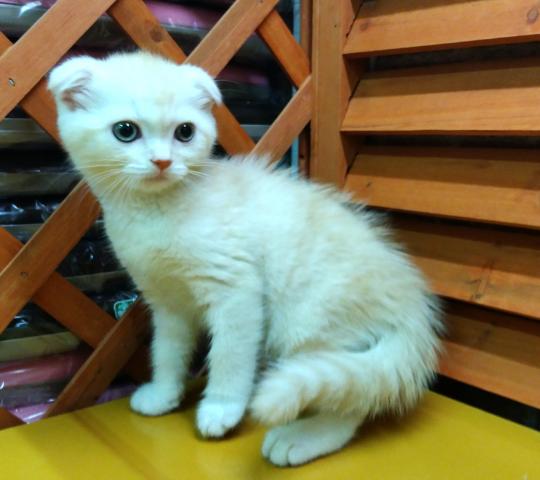 スコティッシュフォールド