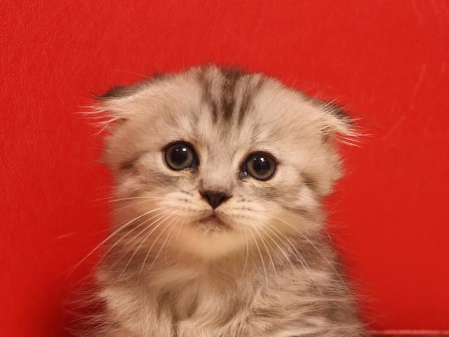 ミヌエット（旧ナポレオン）