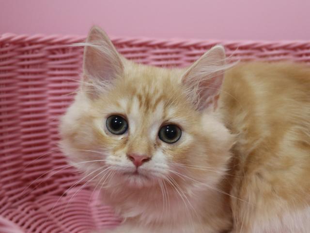 スコティッシュフォールド