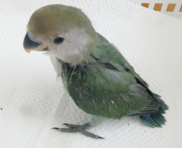 コザクラインコ