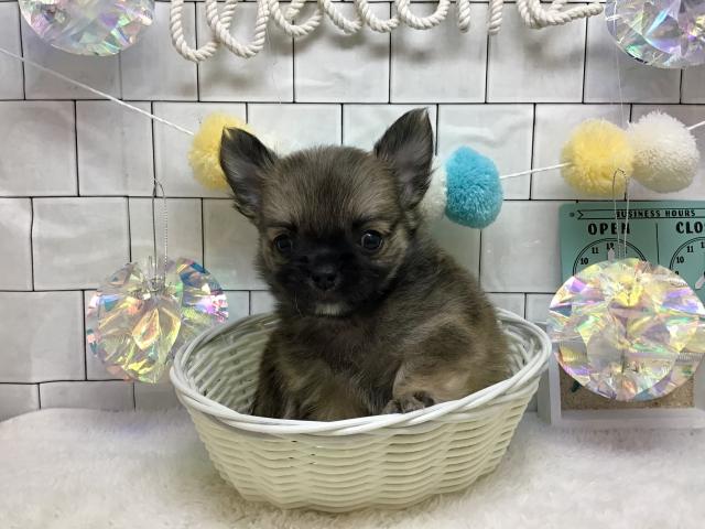 チワワ（ロングコート）