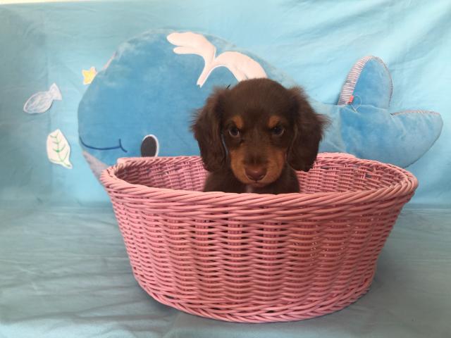 ミニチュアダックスフンド