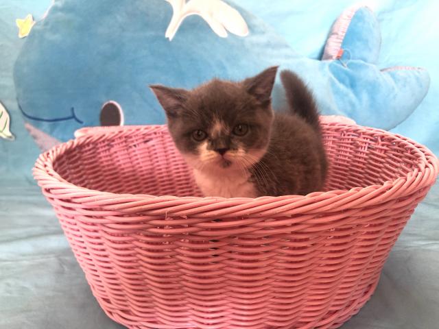 ブリティッシュショートヘア