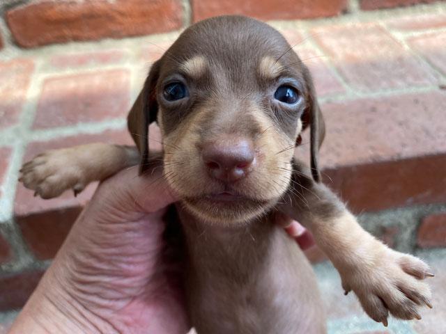 ミニチュアダックスフンド