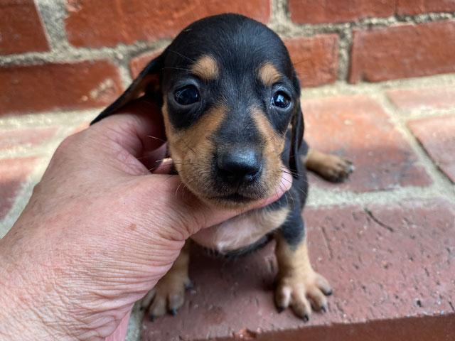 ミニチュアダックスフンド