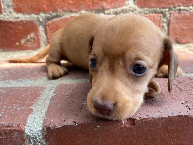 ミニチュアダックスフンド