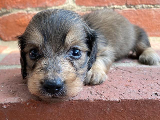 ミニチュアダックスフンド