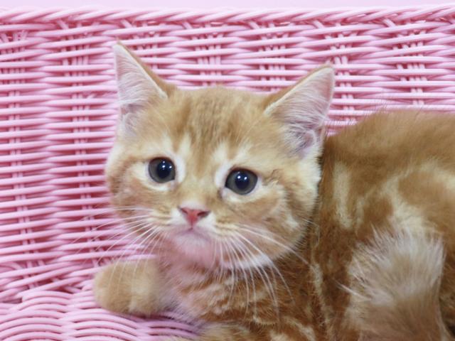 スコティッシュフォールド