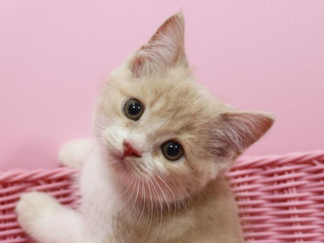 スコティッシュフォールド