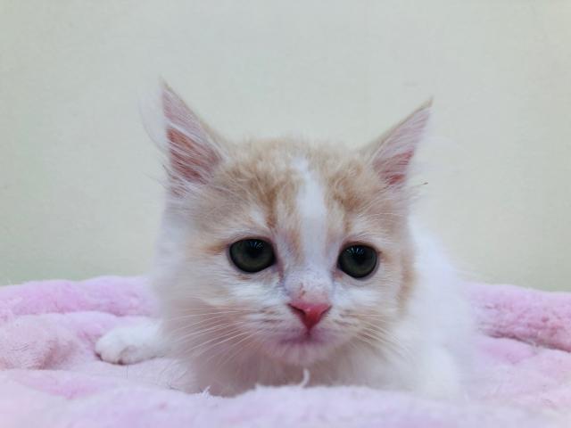 スタイルパウズ川口店 埼玉県 子犬や子猫たちのペット販売情報が満載 ペットステーション スタイルパウズ川口店 埼玉県 子犬や子猫たちのペット販売情報が満載 ペットステーション