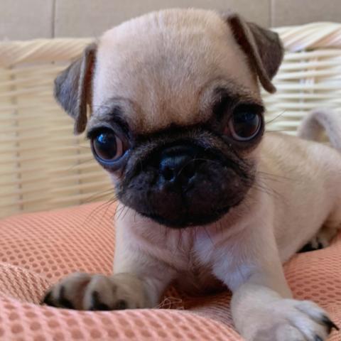 パグ💕今だけ特価！超小さめサイズのパグちゃん💕