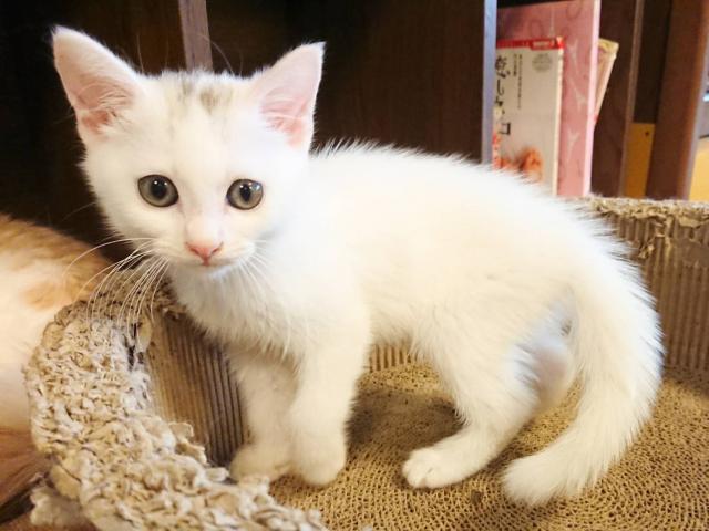 マンチカン男の子