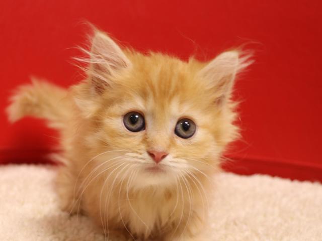 ミヌエット（旧ナポレオン）