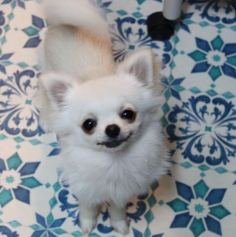 チワワ(ロングコート)