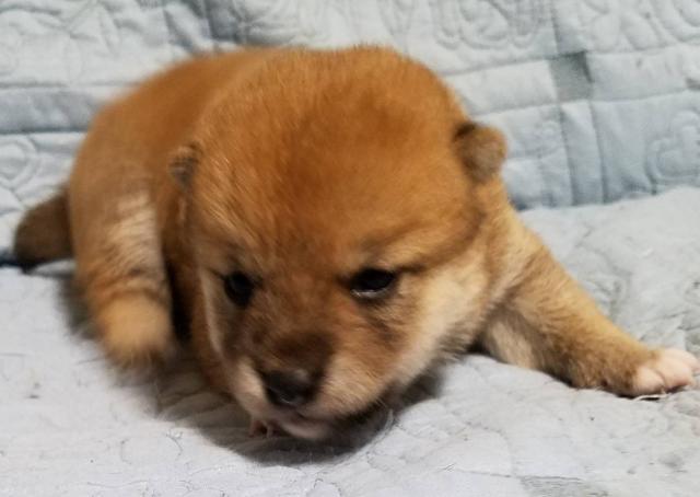 柴犬