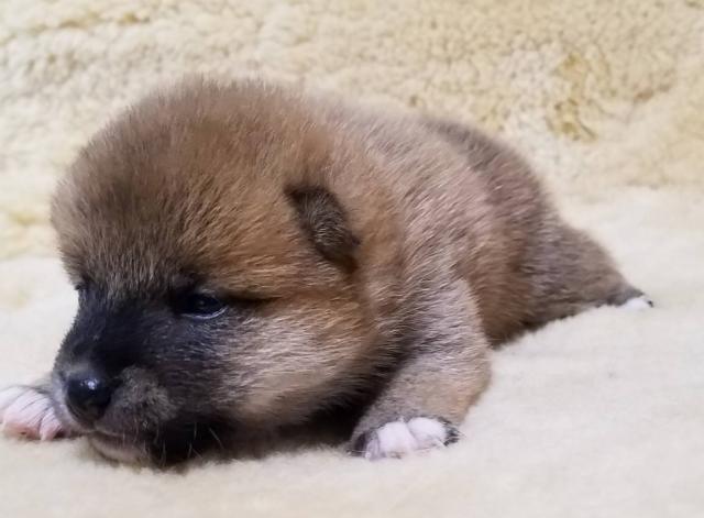 柴犬