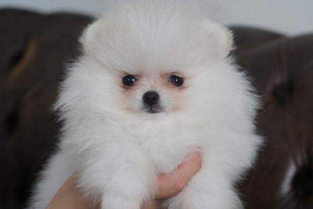Twinklesnow 岩手県 子犬や子猫たちのペット販売情報が満載 ペットステーション Twinklesnow 岩手県 子犬や子猫たちのペット販売情報が満載 ペットステーション