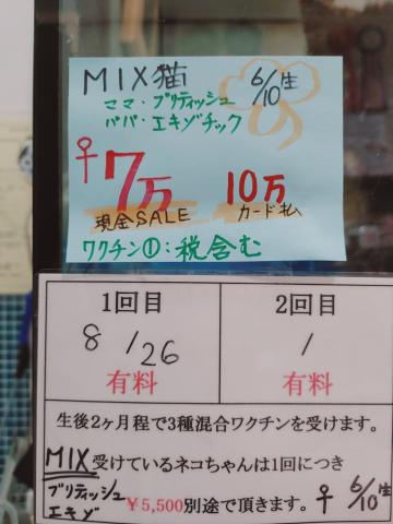 MIX（雑種）