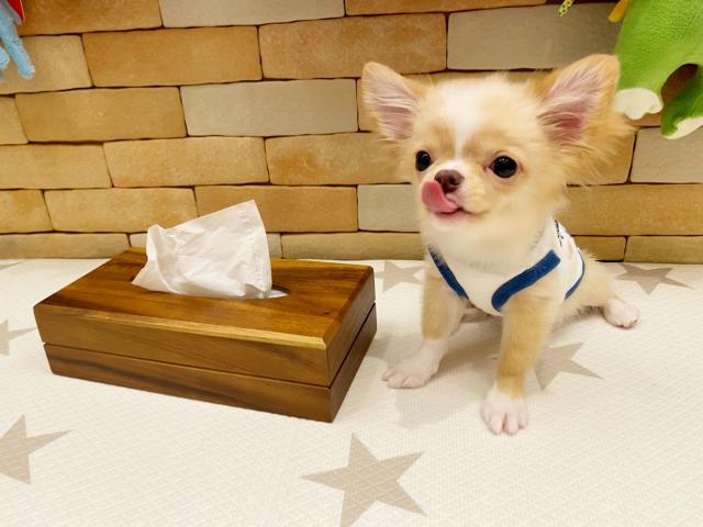 チワワ（ロングコート）