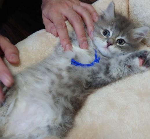 サイベリアンサイベリアン 💖ダイリュートキャリコのセナちゃん🤩即日お引渡し可能😽