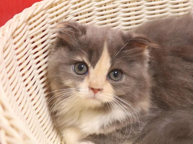 スコティッシュフォールド