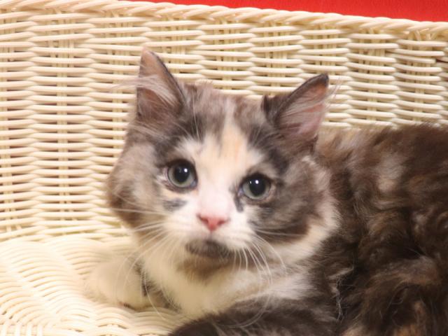 スコティッシュフォールド