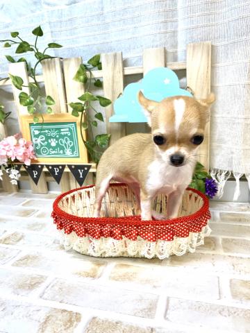 チワワ（スムースコート）