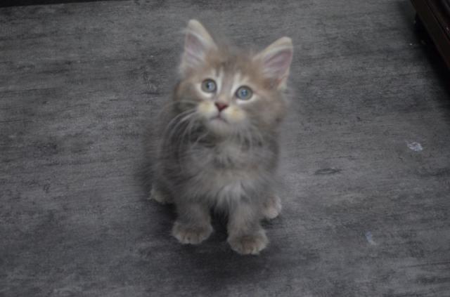 ねこ太郎ママの子猫時代💖