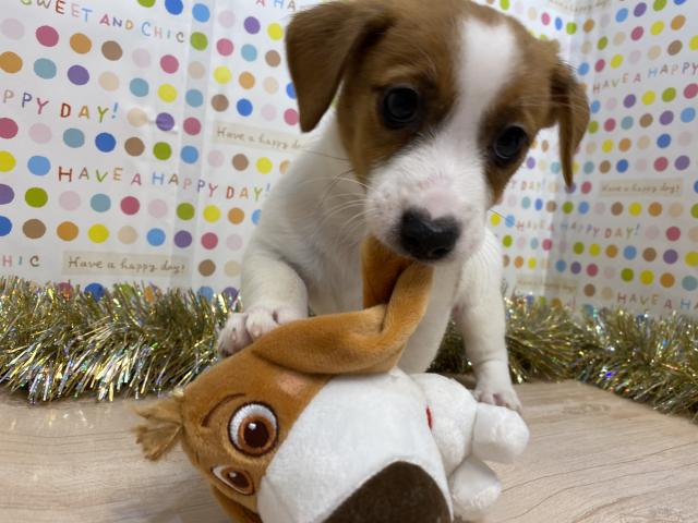 ジャックラッセルテリア