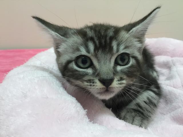 スタイルパウズ川口店 埼玉県 子犬や子猫たちのペット販売情報が満載 ペットステーション スタイルパウズ川口店 埼玉県 子犬や子猫たちのペット販売情報が満載 ペットステーション