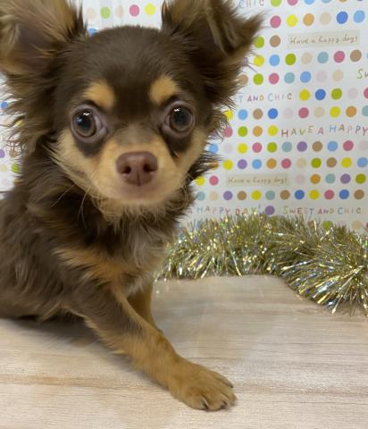 チワワ（ロングコート）