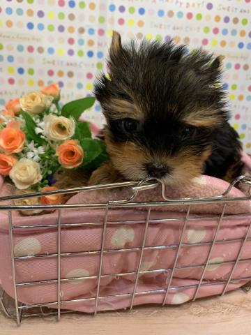 ヨークシャーテリア