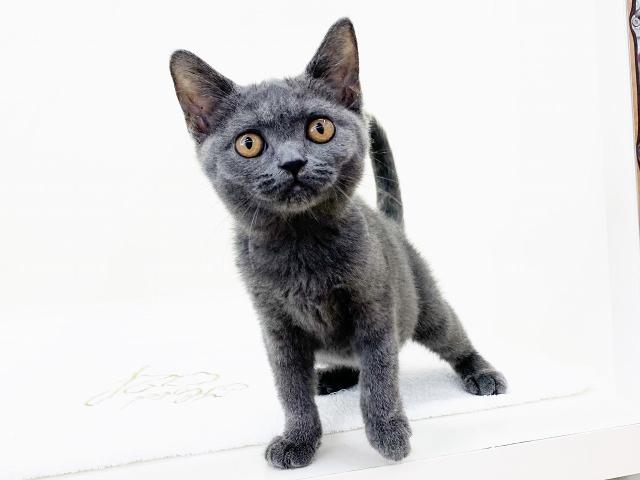 ブリティッシュショートヘア