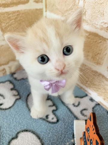 ミヌエット（旧ナポレオン）長足