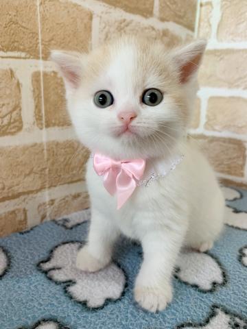 ミヌエット（旧ナポレオン）長足