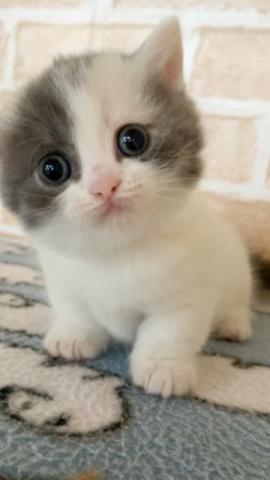 ミヌエット（旧ナポレオン）短足